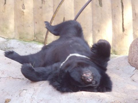 Bear Bile Powder